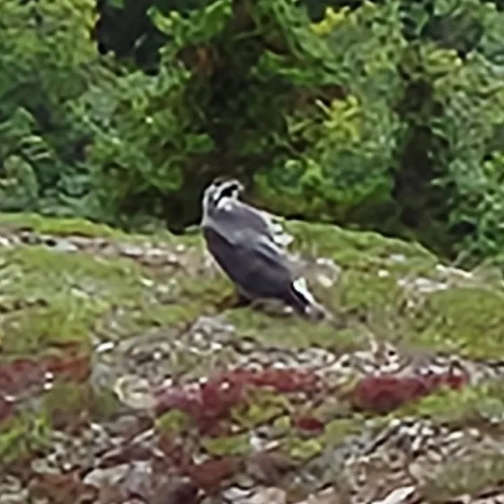 American Goshawk