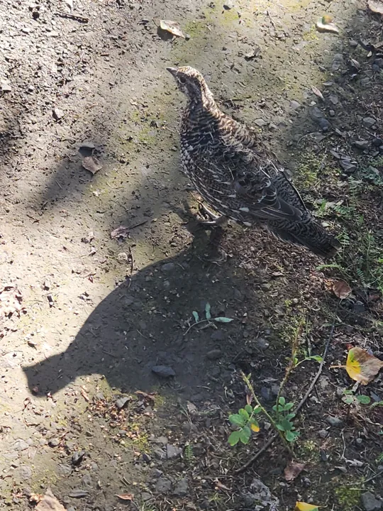 Spruce Grouse