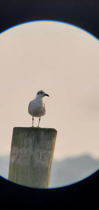 Laughing Gull