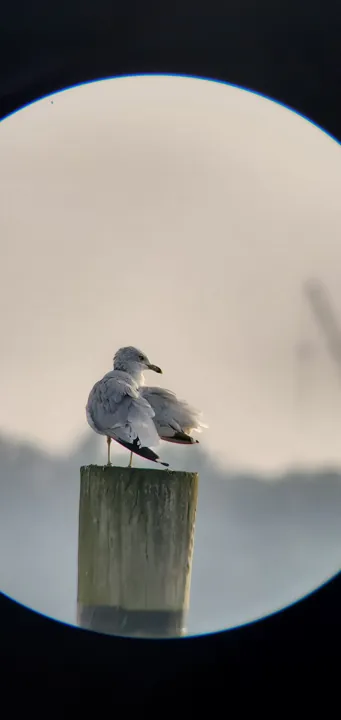 Ring-billed Gull
