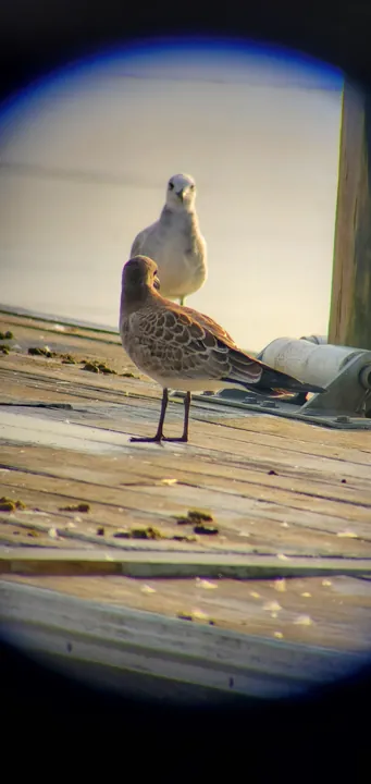 Laughing Gull