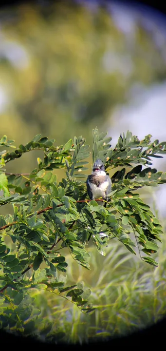 Belted Kingfisher