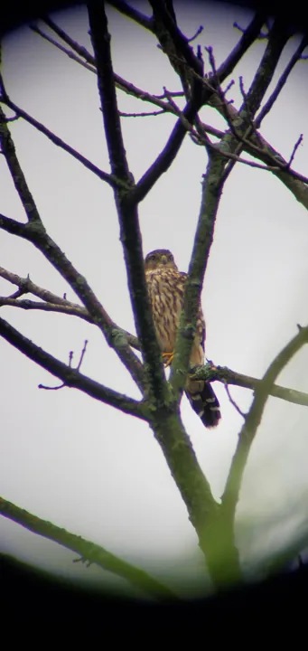 Merlin