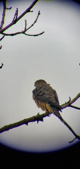 Merlin