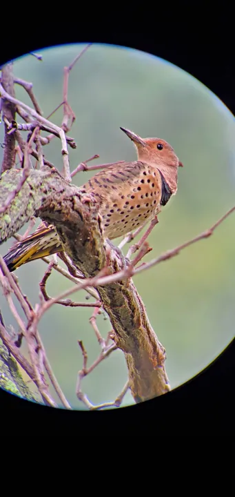 Northern Flicker