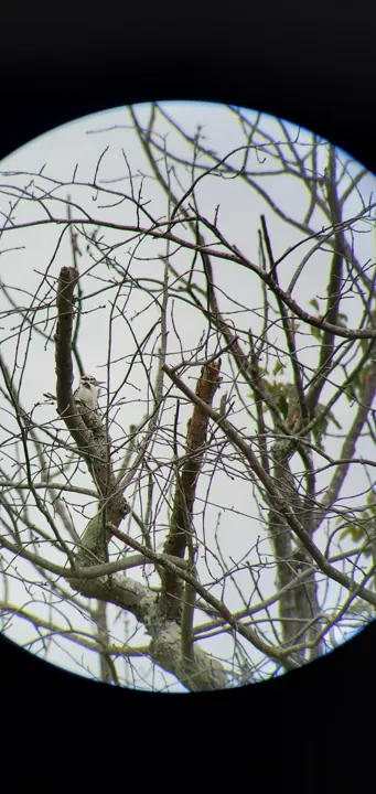 Hairy Woodpecker
