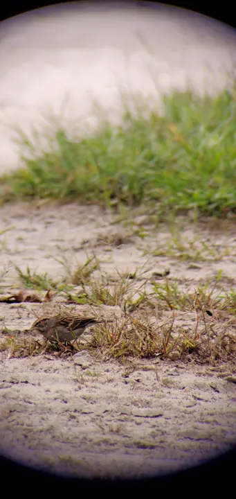 Chipping Sparrow