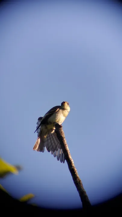 Eastern Wood-Pewee