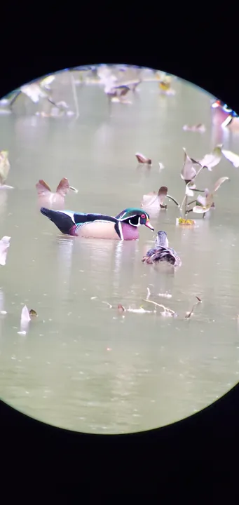 Wood Duck