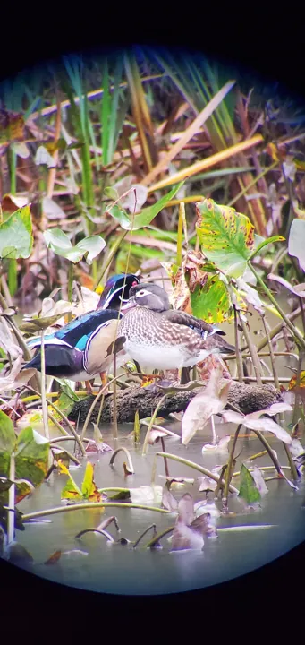 Wood Duck