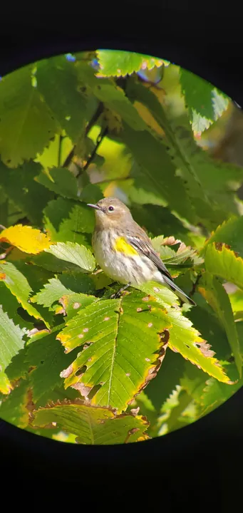 Yellow-rumped Warbler
