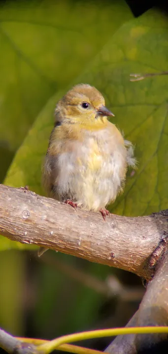American Goldfinch