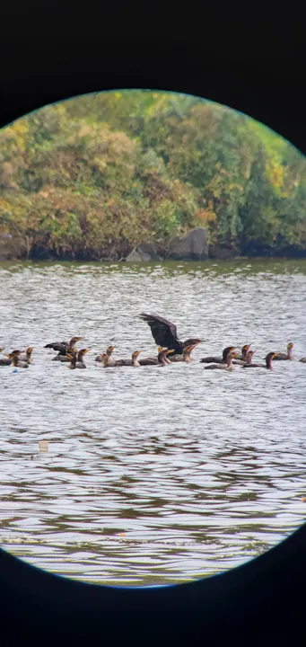 Double-crested Cormorant