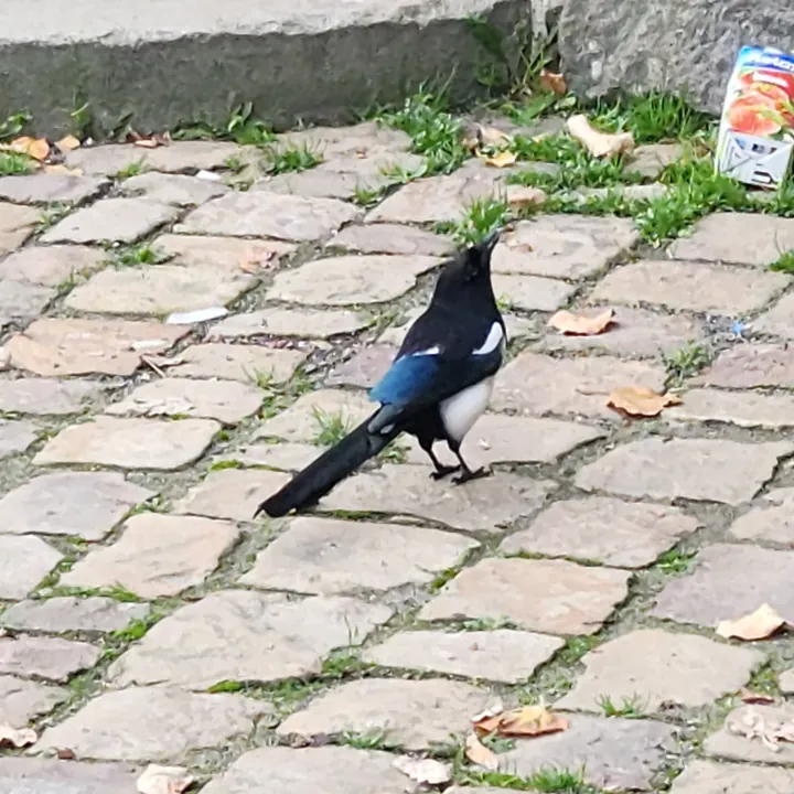 Eurasian Magpie