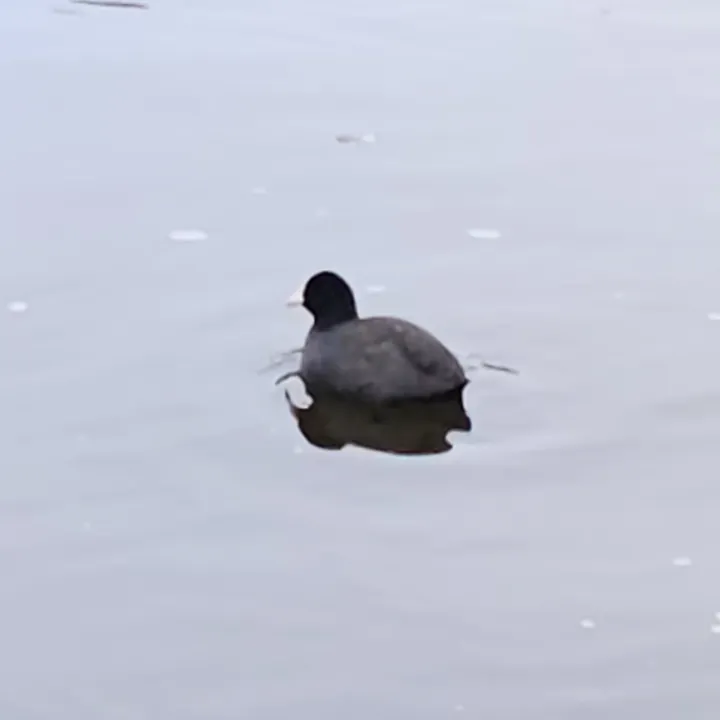 Eurasian Coot