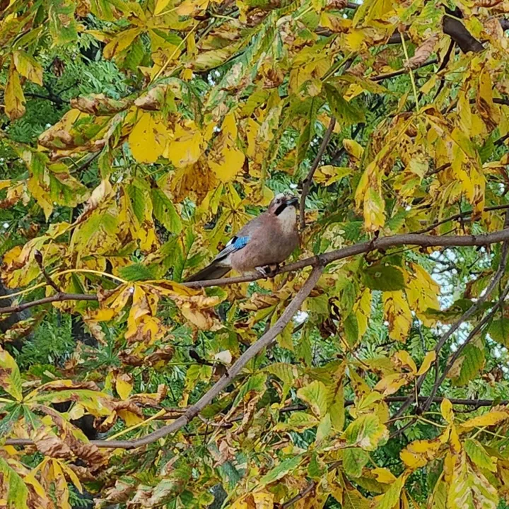 Eurasian Jay