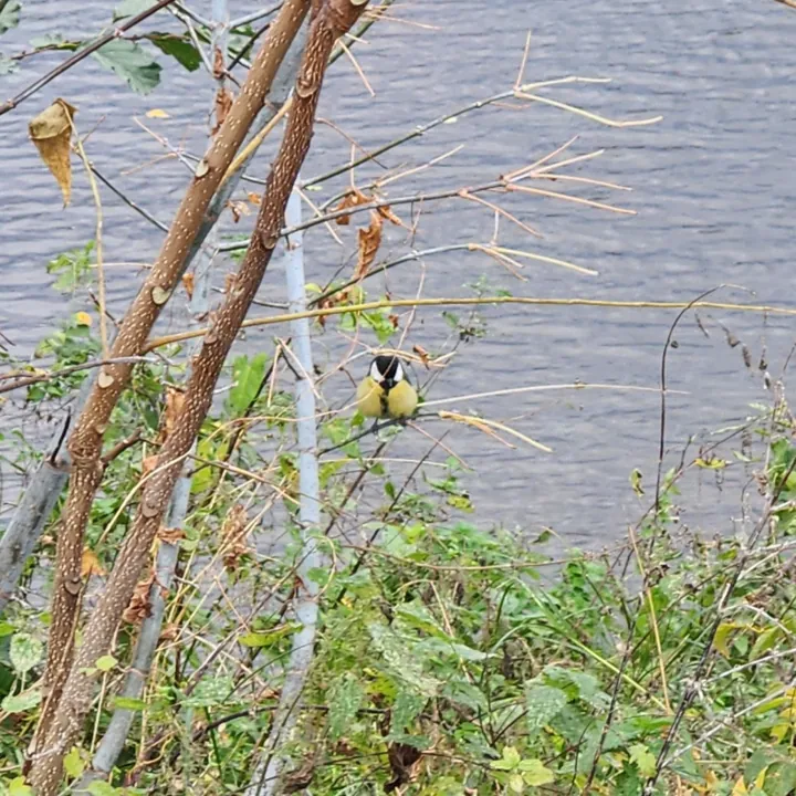 Great Tit