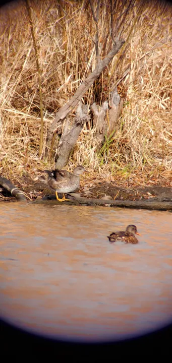 Gadwall