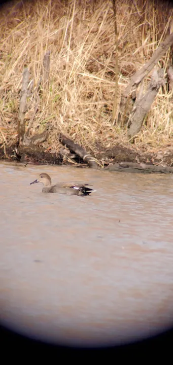 Gadwall