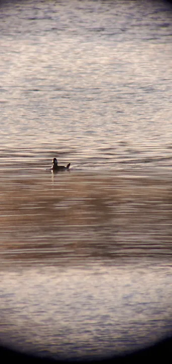 Ruddy Duck