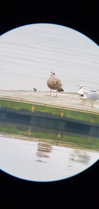 American Herring Gull