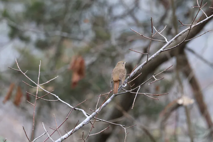 Hermit Thrush