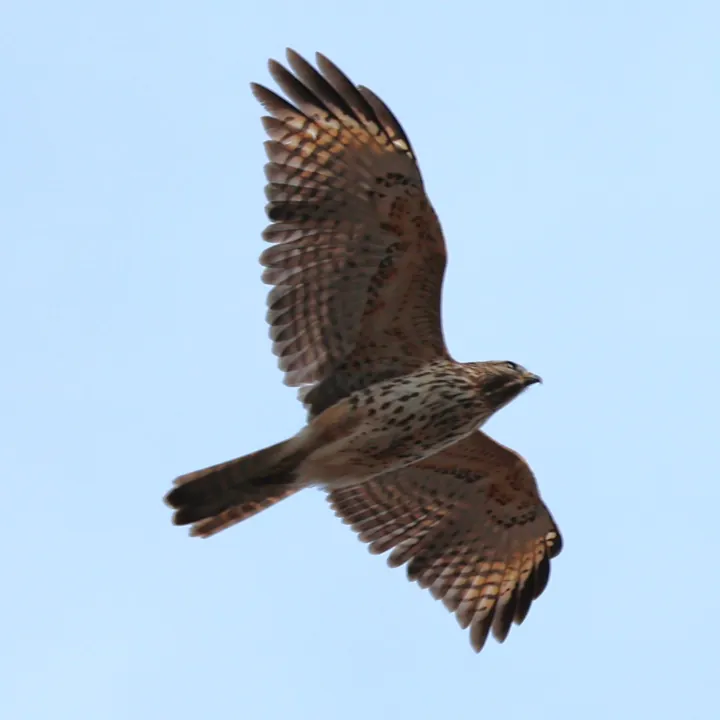 Red-shouldered Hawk