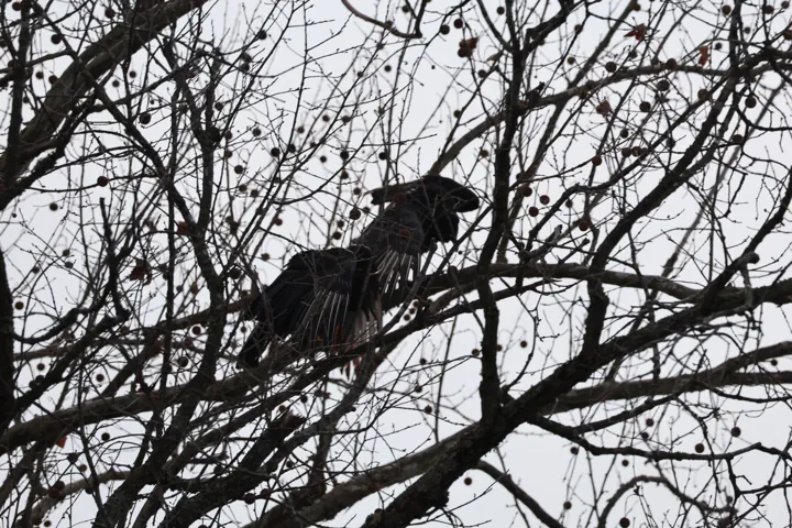 Black Vulture