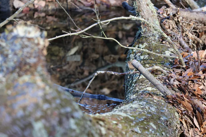 Winter Wren