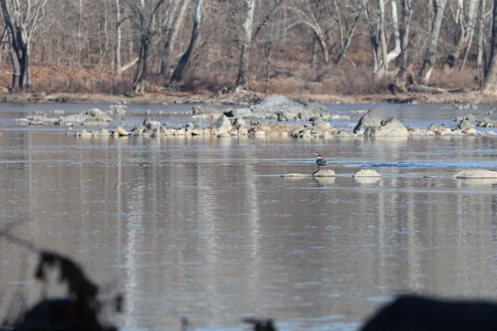 Common Merganser