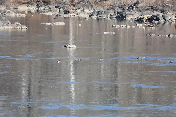 Common Merganser