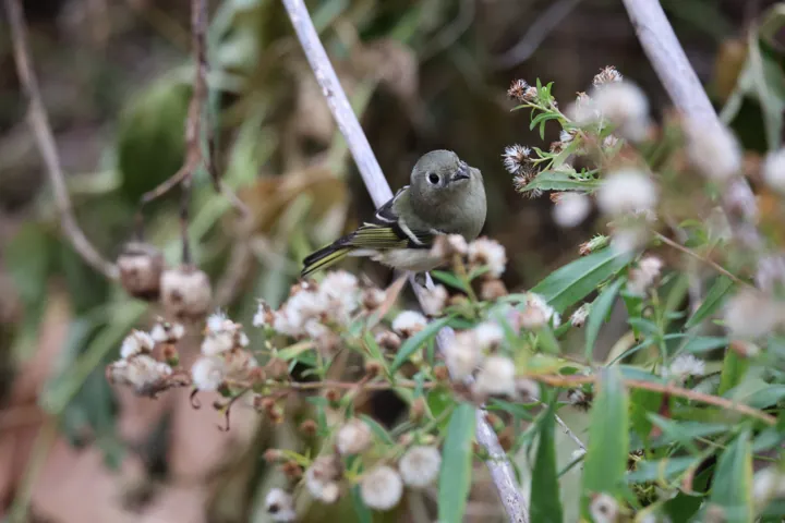 Ruby-crowned Kinglet