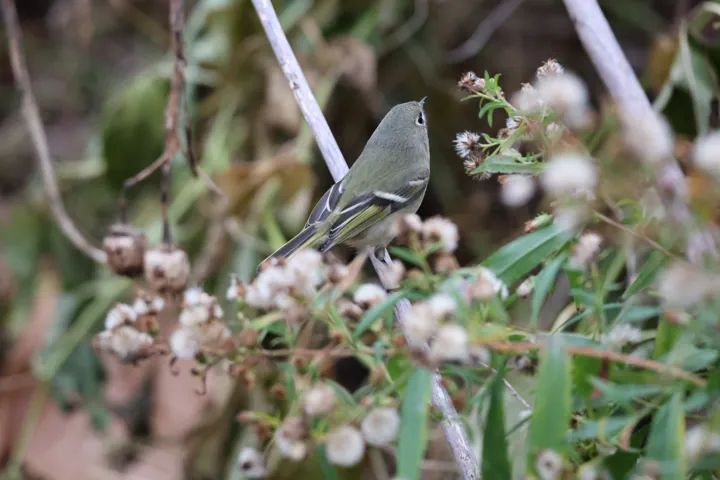 Ruby-crowned Kinglet
