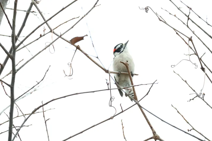 Downy Woodpecker