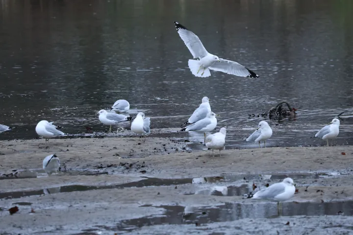 Ring-billed Gull