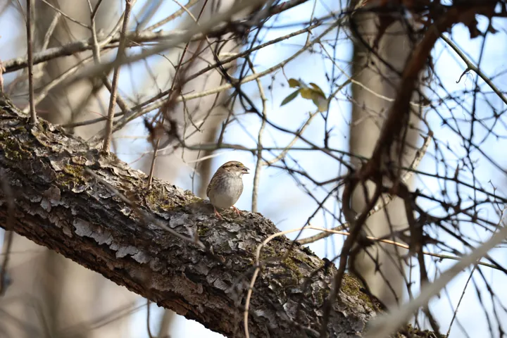 White-throated Sparrow