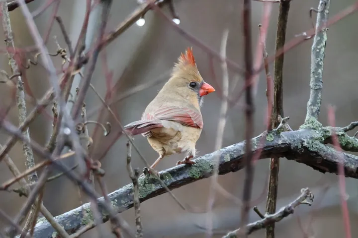 Northern Cardinal