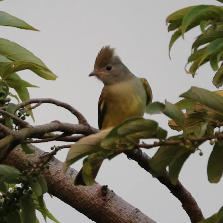 Yellow-bellied Elaenia