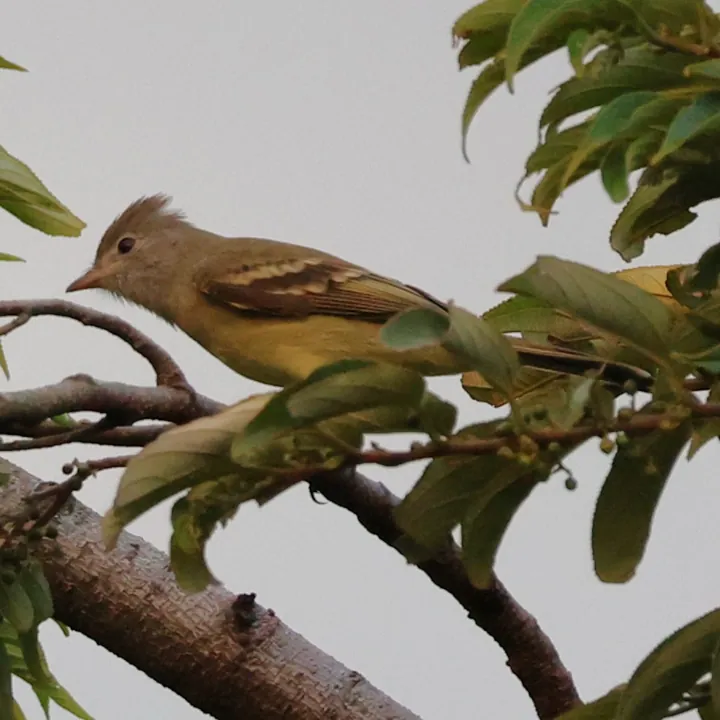 Yellow-bellied Elaenia