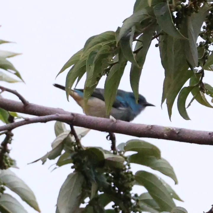 Scarlet-thighed Dacnis