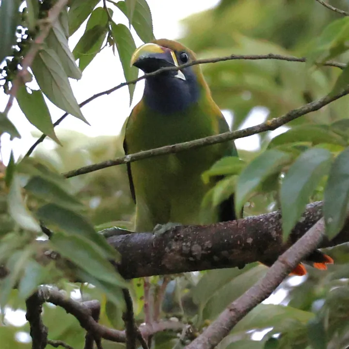 Northern Emerald-Toucanet