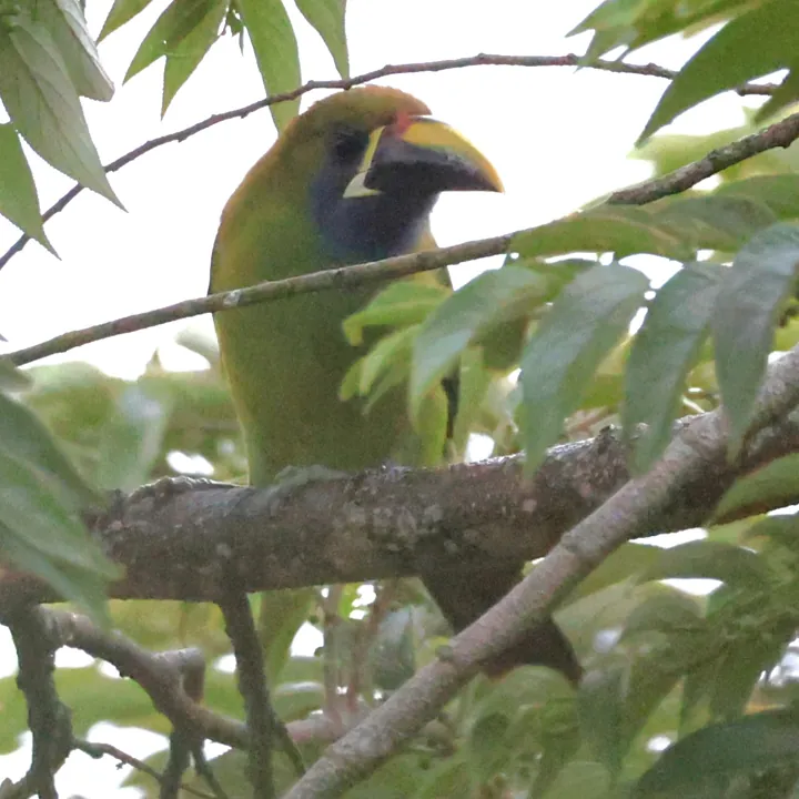 Northern Emerald-Toucanet