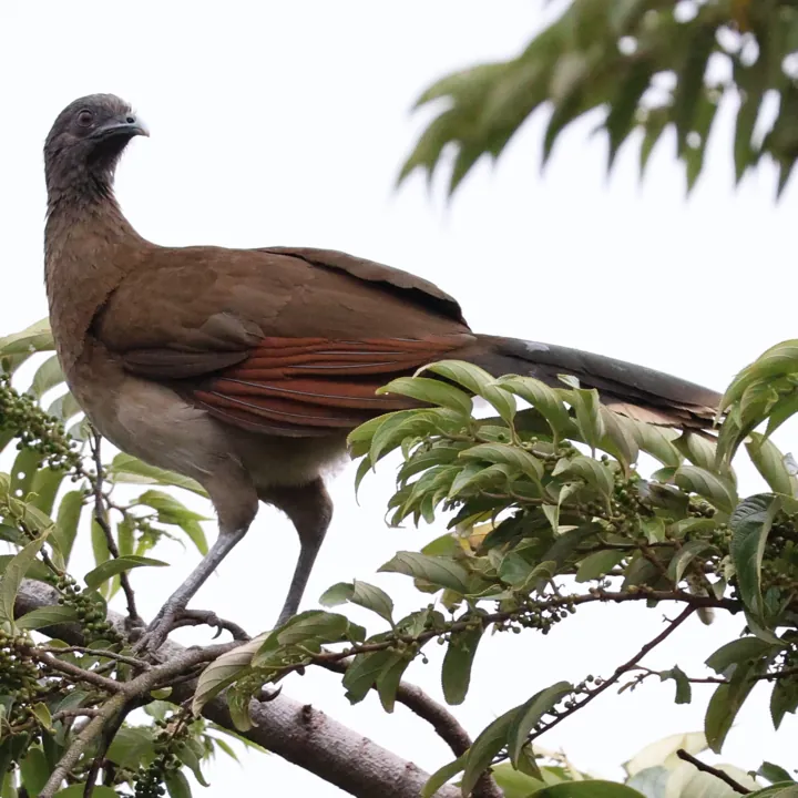 Gray-headed Chachalaca
