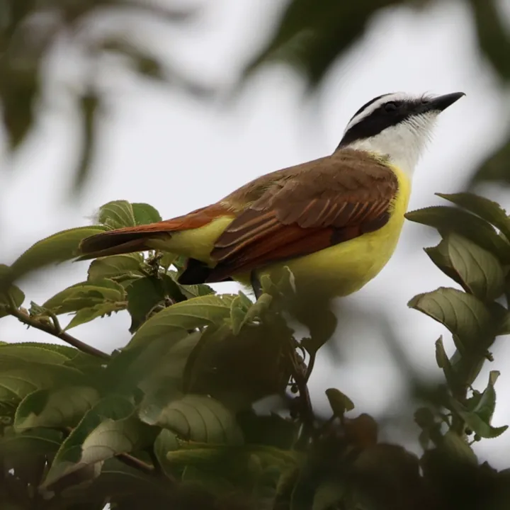 Great Kiskadee
