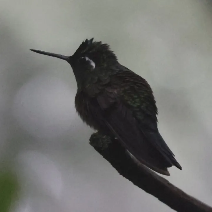 Purple-throated Mountain-gem