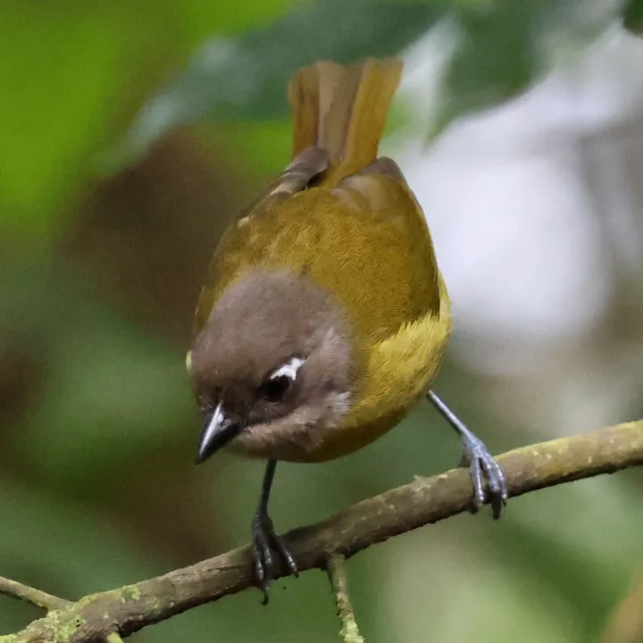 Common Chlorospingus