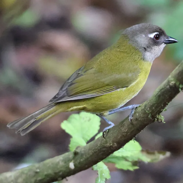 Common Chlorospingus