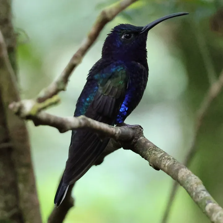 Violet Sabrewing