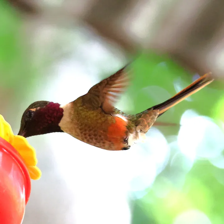 Magenta-throated Woodstar