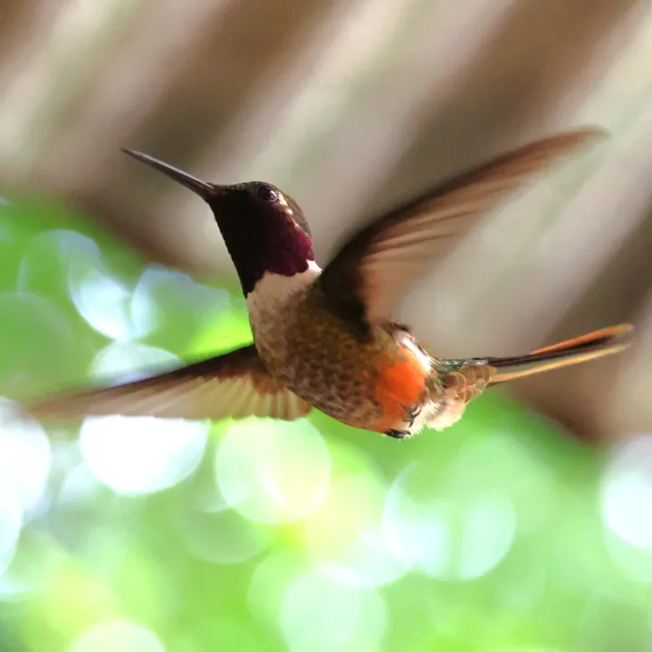 Magenta-throated Woodstar